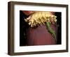 Day Gecko, Ranamofana, Madagascar-Pete Oxford-Framed Photographic Print