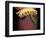 Day Gecko, Ranamofana, Madagascar-Pete Oxford-Framed Photographic Print