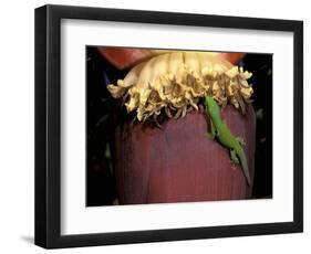 Day Gecko, Ranamofana, Madagascar-Pete Oxford-Framed Photographic Print