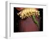 Day Gecko, Ranamofana, Madagascar-Pete Oxford-Framed Photographic Print