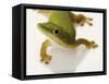 Day Gecko-Martin Harvey-Framed Stretched Canvas