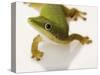 Day Gecko-Martin Harvey-Stretched Canvas