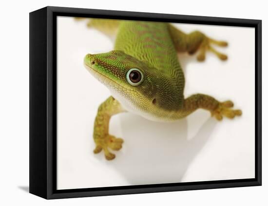 Day Gecko-Martin Harvey-Framed Stretched Canvas