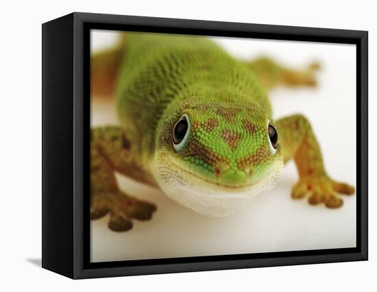 Day Gecko-Martin Harvey-Framed Stretched Canvas