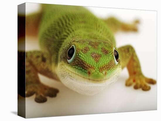 Day Gecko-Martin Harvey-Stretched Canvas