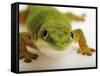 Day Gecko-Martin Harvey-Framed Stretched Canvas