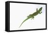 Day Gecko-DLILLC-Framed Stretched Canvas