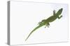 Day Gecko-DLILLC-Stretched Canvas