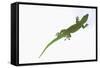 Day Gecko-DLILLC-Framed Stretched Canvas