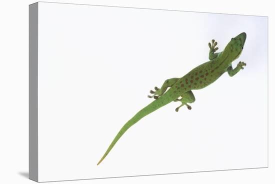 Day Gecko-DLILLC-Stretched Canvas