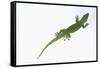 Day Gecko-DLILLC-Framed Stretched Canvas