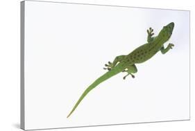 Day Gecko-DLILLC-Stretched Canvas