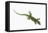 Day Gecko-DLILLC-Framed Stretched Canvas