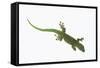 Day Gecko-DLILLC-Framed Stretched Canvas