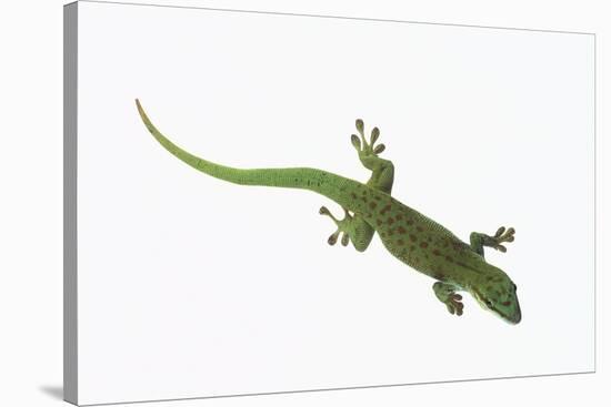 Day Gecko-DLILLC-Stretched Canvas