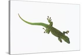 Day Gecko-DLILLC-Stretched Canvas