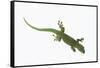 Day Gecko-DLILLC-Framed Stretched Canvas