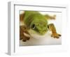 Day Gecko-Martin Harvey-Framed Photographic Print