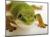 Day Gecko-Martin Harvey-Mounted Photographic Print