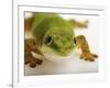 Day Gecko-Martin Harvey-Framed Photographic Print