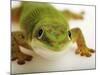 Day Gecko-Martin Harvey-Mounted Photographic Print