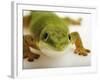 Day Gecko-Martin Harvey-Framed Photographic Print