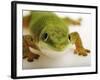 Day Gecko-Martin Harvey-Framed Photographic Print