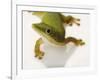 Day Gecko-Martin Harvey-Framed Photographic Print