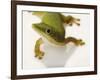 Day Gecko-Martin Harvey-Framed Photographic Print