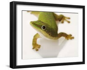 Day Gecko-Martin Harvey-Framed Photographic Print