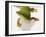 Day Gecko-Martin Harvey-Framed Photographic Print