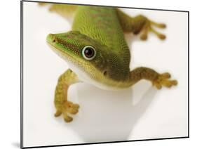 Day Gecko-Martin Harvey-Mounted Photographic Print