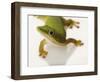 Day Gecko-Martin Harvey-Framed Photographic Print