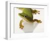 Day Gecko-Martin Harvey-Framed Photographic Print