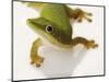 Day Gecko-Martin Harvey-Mounted Photographic Print