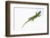 Day Gecko-DLILLC-Framed Photographic Print