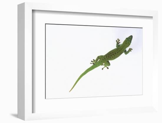 Day Gecko-DLILLC-Framed Photographic Print
