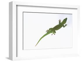 Day Gecko-DLILLC-Framed Photographic Print