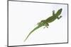 Day Gecko-DLILLC-Mounted Photographic Print