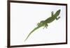 Day Gecko-DLILLC-Framed Photographic Print