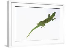 Day Gecko-DLILLC-Framed Photographic Print