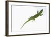 Day Gecko-DLILLC-Framed Photographic Print