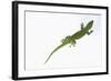 Day Gecko-DLILLC-Framed Photographic Print