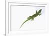 Day Gecko-DLILLC-Framed Photographic Print