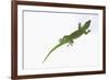 Day Gecko-DLILLC-Framed Photographic Print