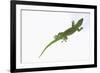 Day Gecko-DLILLC-Framed Photographic Print