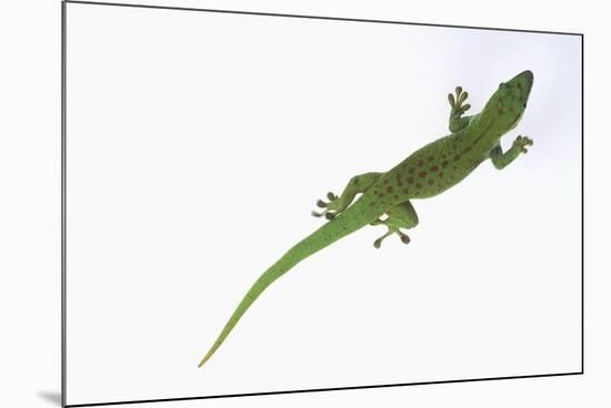 Day Gecko-DLILLC-Mounted Photographic Print