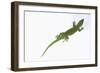 Day Gecko-DLILLC-Framed Photographic Print