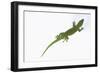 Day Gecko-DLILLC-Framed Photographic Print