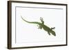 Day Gecko-DLILLC-Framed Photographic Print